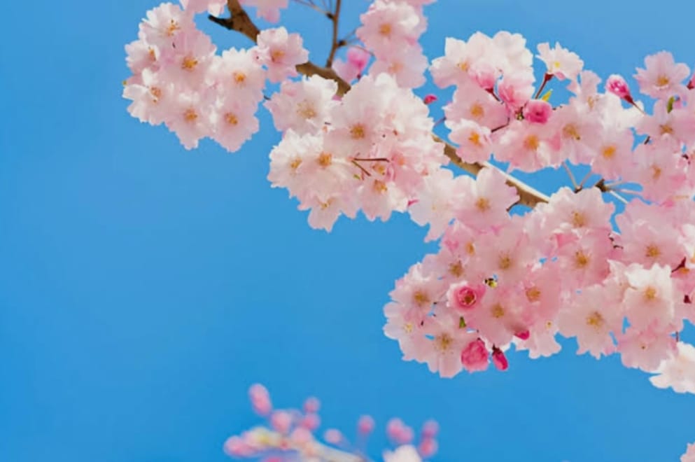 PSTS GANJIL BAHASA JEPANG XI TAHUN PELAJARAN 25/26